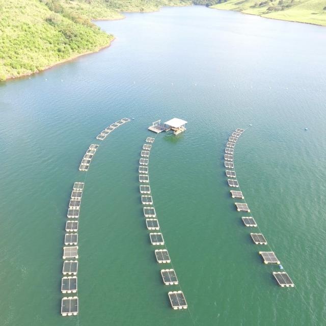 Projeto de Piscicultura em Tanques-rede em Águas da União