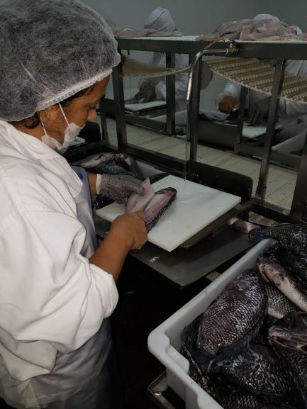 Elaboração de projeto de Unidades de Beneficiamento de Pescado